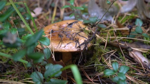 Champignon dans la forêt d'automne — Video