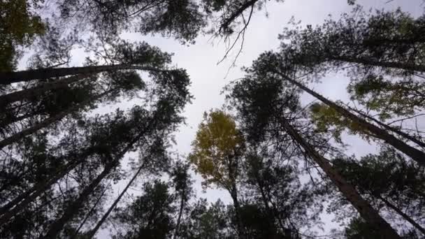 Hoge bomen op de achtergrond van de lichte hemel — Stockvideo