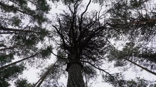 黑暗枝繁叶茂的树映衬天空 — 图库视频影像