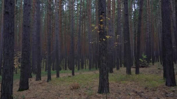Floresta de pinheiros de outono com árvores altas. — Vídeo de Stock