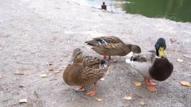 Göl kenarındaki vahşi ördekler