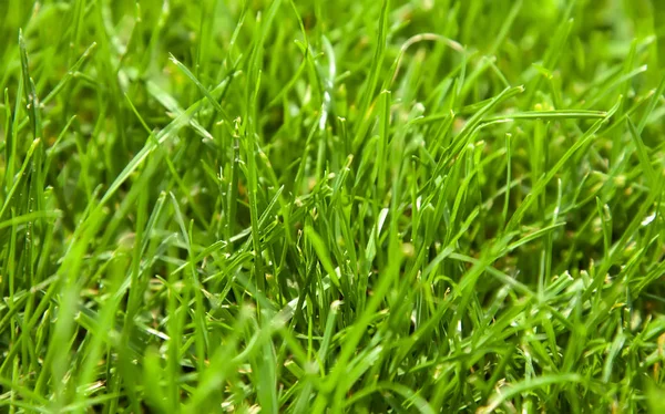 Beautiful fresh green grass background closeup