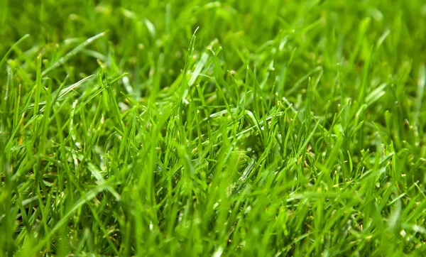 Beautiful fresh green grass background