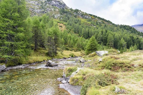Râul Muntos Care Curge Printre Pietrele Din Pădure Acoperit — Fotografie, imagine de stoc
