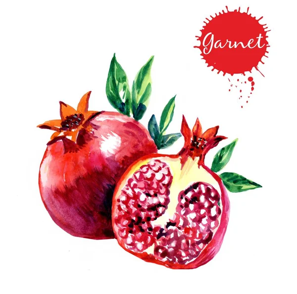 Aquarel illustratie van granaatappel. Hand getekende aquarel schilderij op witte achtergrond. — Stockfoto
