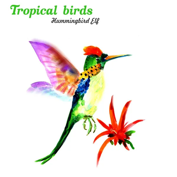 Tropical birds. Hummingbird elf