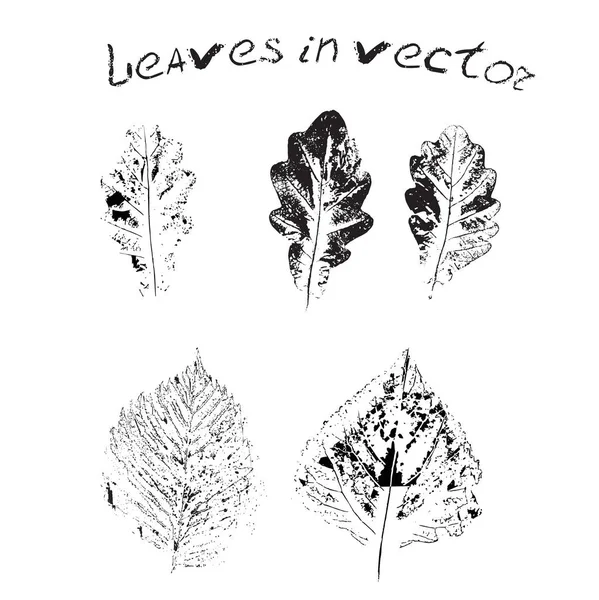 Листья различных деревьев в векторе . — стоковый вектор