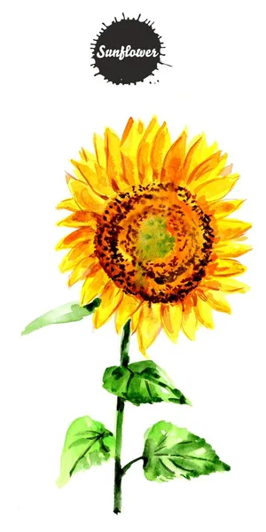Gul blomma av en solros på isolerad bakgrund. — Stockfoto