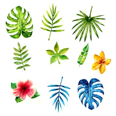 tropik yapraklar koleksiyonu.