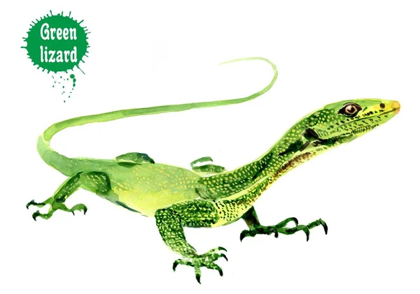 Desenho aquarela de um lagarto verde . — Fotografia de Stock