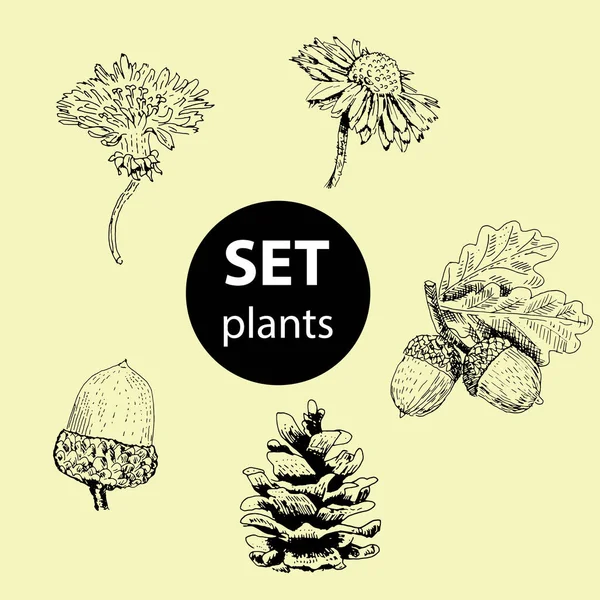 Set Van Planten Voor Decoratie Vrijstaande Tekening Van Verschillende Planten — Stockvector