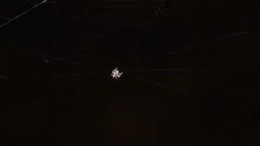 Bir örümcek Net gece