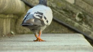 Hayvan güvercin şehir hayatı