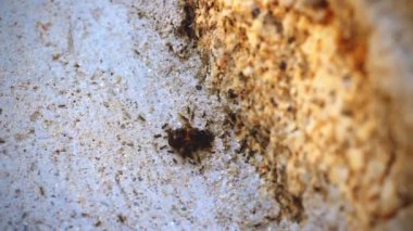 Karıncalar tarafından yemiş arı