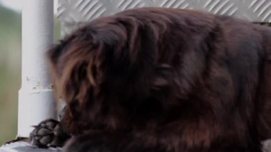 Siyah köpek kendini tırmalamak