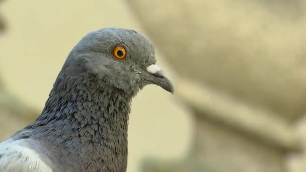 Tierisches Stadtleben — Stockvideo