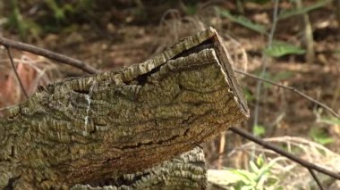 Günlük odak doğa kesmek
