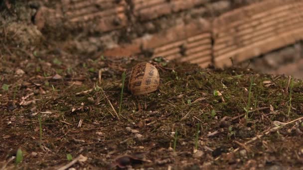 Tote Schnecke Boden — Stockvideo