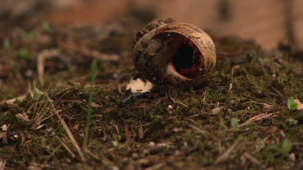 Snail Muerto Planta — Vídeo de stock