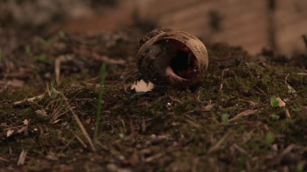 Νεκρός Σαλιγκάρι Στο Πάτωμα — Αρχείο Βίντεο