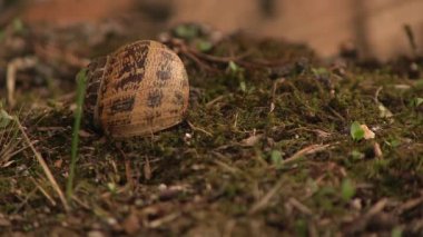 Ölü salyangoz böcek kat
