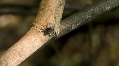 Böcek sinek kırmızı gözleri
