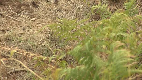 TEXTURE DES ZONES DE GRAISSE SÈCHE 