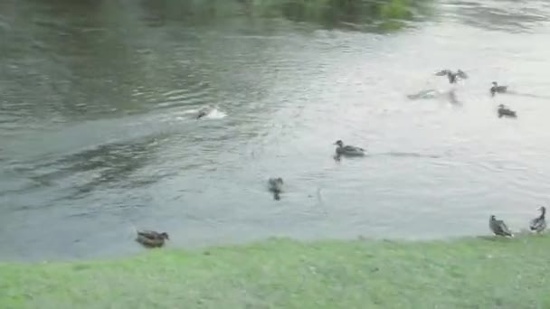 在河里的鸭子 — 图库视频影像