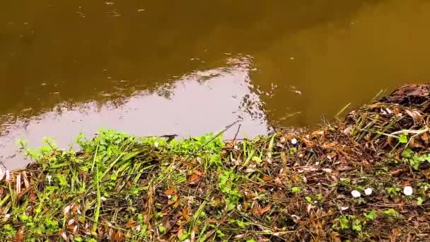 Речная Тектоническая Вода Leaf — стоковое видео