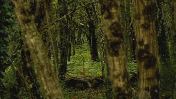 Moving Arrees Nature Forest — Vídeo de stock