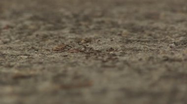 Yolu karıncalar doku