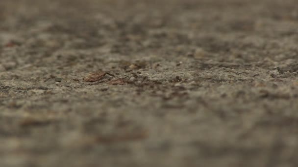Camino Textura Las Hormigas — Vídeo de stock
