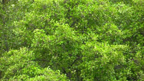 Träd Blad Konsistens Färg — Stockvideo