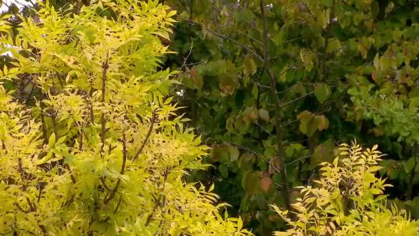 ツリーの葉のテクスチャの色 — ストック動画