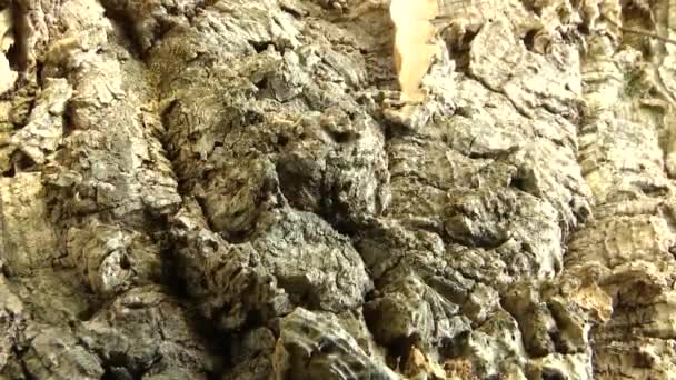 Hormigas Árbol Inyección Madera — Vídeo de stock