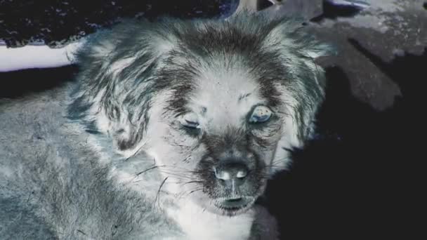 Köpek yüz negatif renk — Stok video