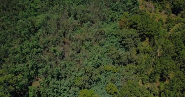 鍋山緑の木 — ストック動画