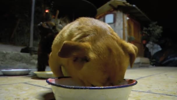 Honden eten buiten dorp — Stockvideo