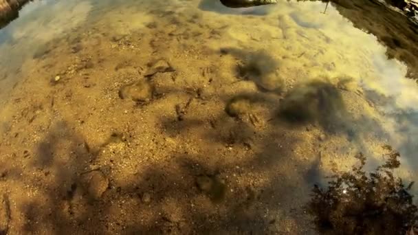 水中的小鱼 — 图库视频影像