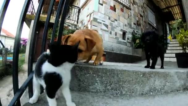 Dos Perros Cat — Vídeo de stock