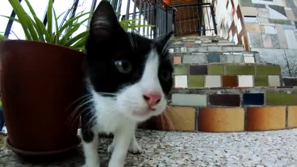Petit chat jouant avec un trou 