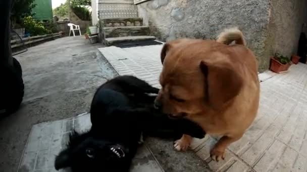 两只狗玩得开心 — 图库视频影像