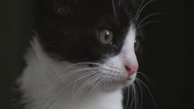 Küçük kedi köpekler için dinleme