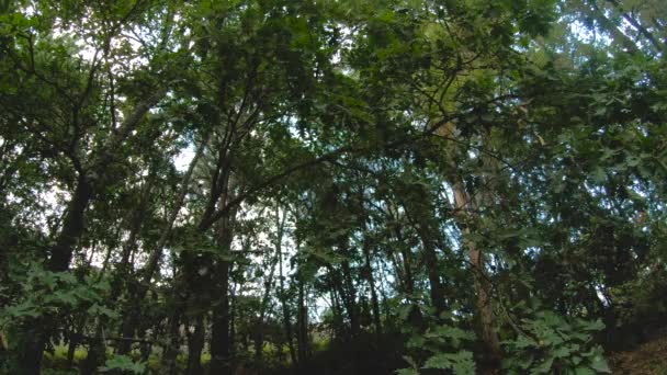 Bäume Von Einem Berg — Stockvideo