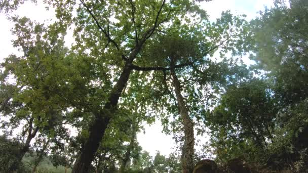 Grüner Baum Niedriger Austrieb — Stockvideo