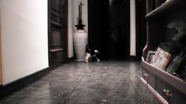 Küçük Kedi Takip — Stok video