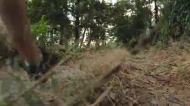 Çim ile bir dağ yolu yürürken