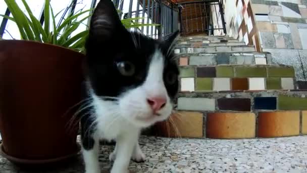 Little Cat Jugando Con Hoyo — Vídeo de stock