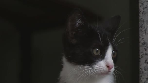 Kis macska hallgatással és odafigyeléssel — Stock videók