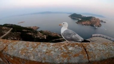Kamera izlerken martı